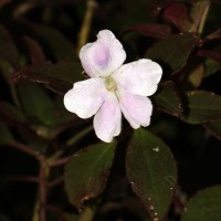 Impatiens henslowiana Arn.